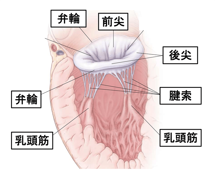 僧帽弁の周囲組織|産業医科大学 医学部 心臓血管外科